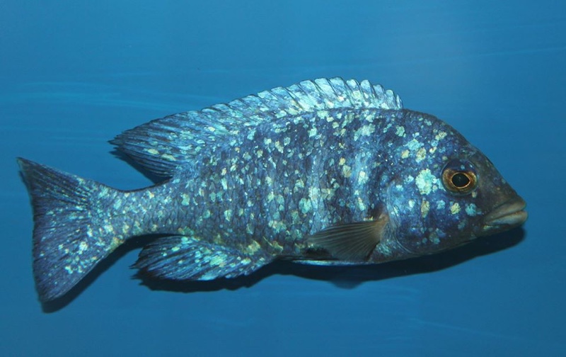 Placidochromis sp. 'phenochilus tanzania'